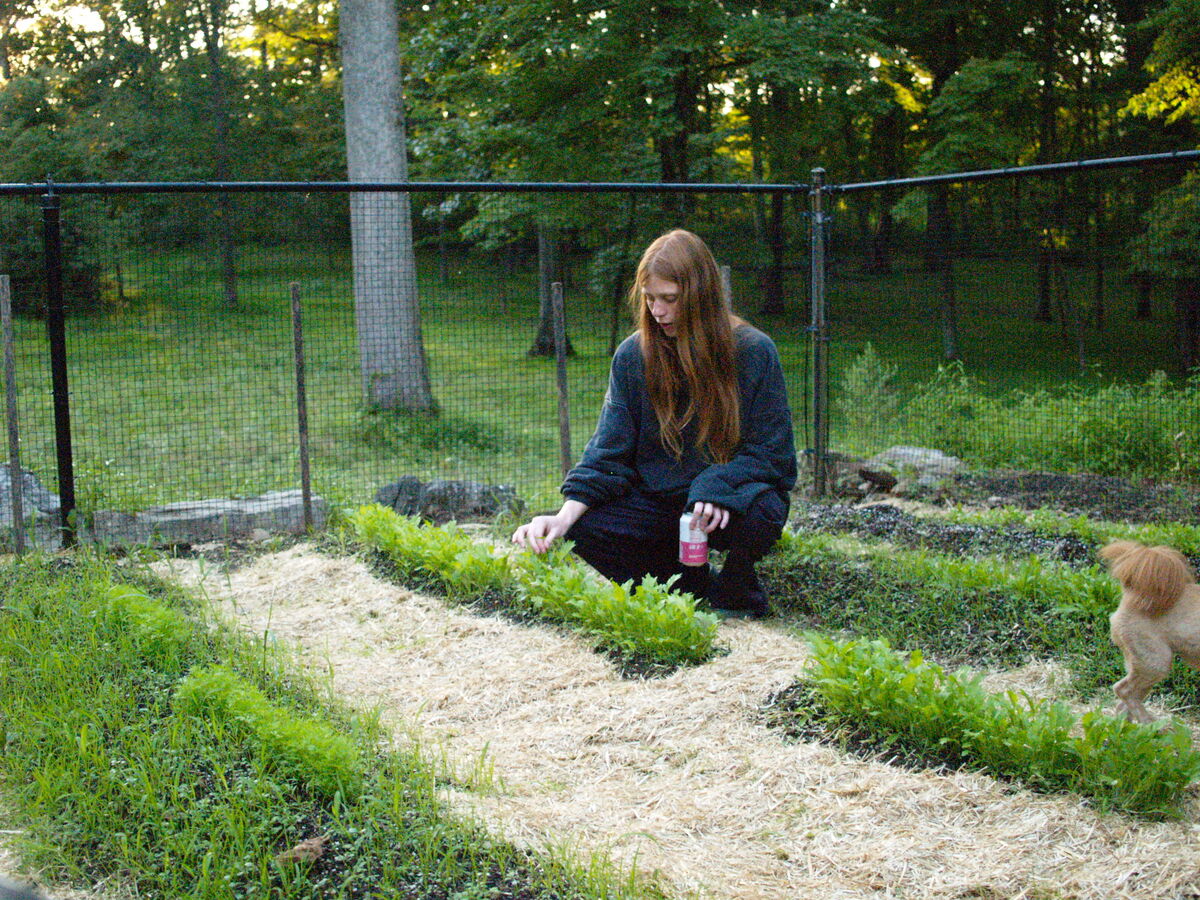 Planting the garden beds at dusk, dog supervising